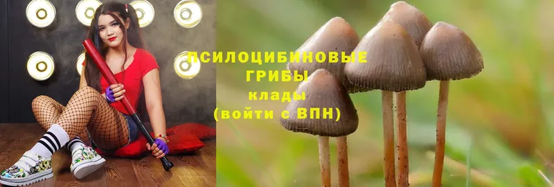 Галлюциногенные грибы Cubensis  кракен сайт  Махачкала  купить наркоту 